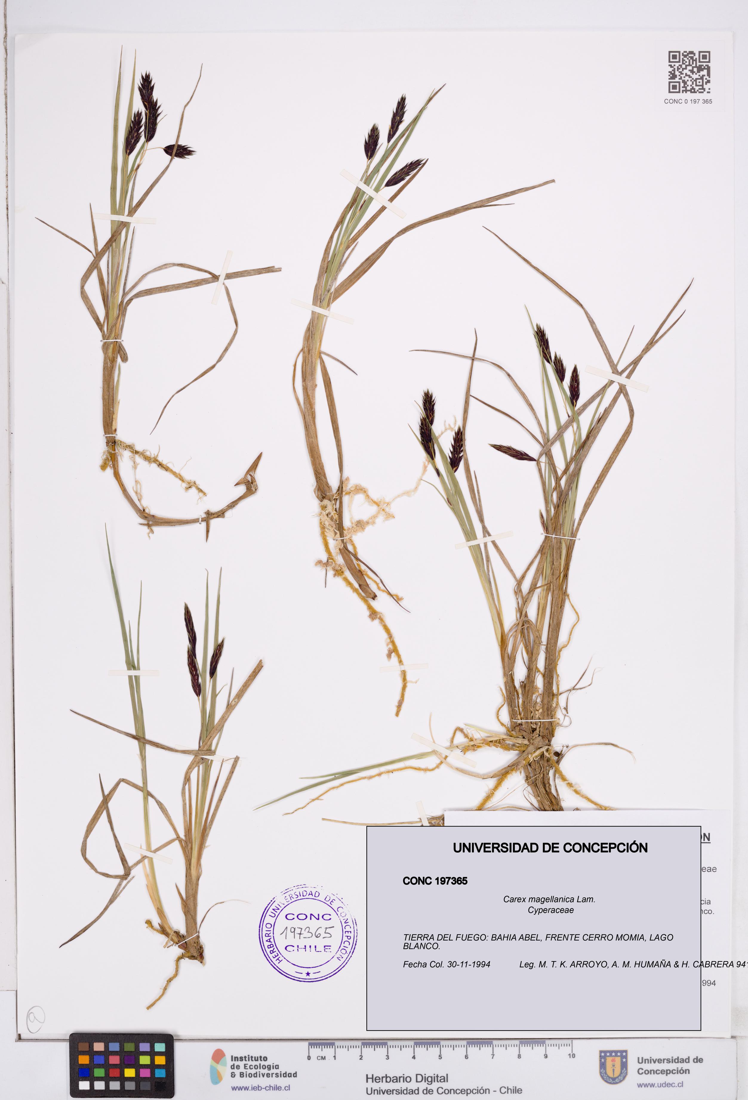 Carex magellanica [Espécimen: ]