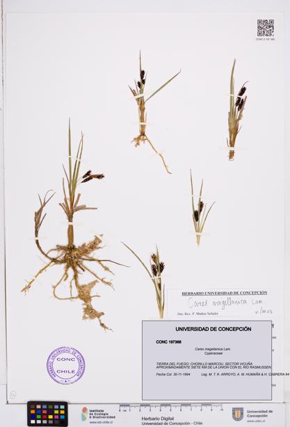 Carex magellanica [Espécimen: ]