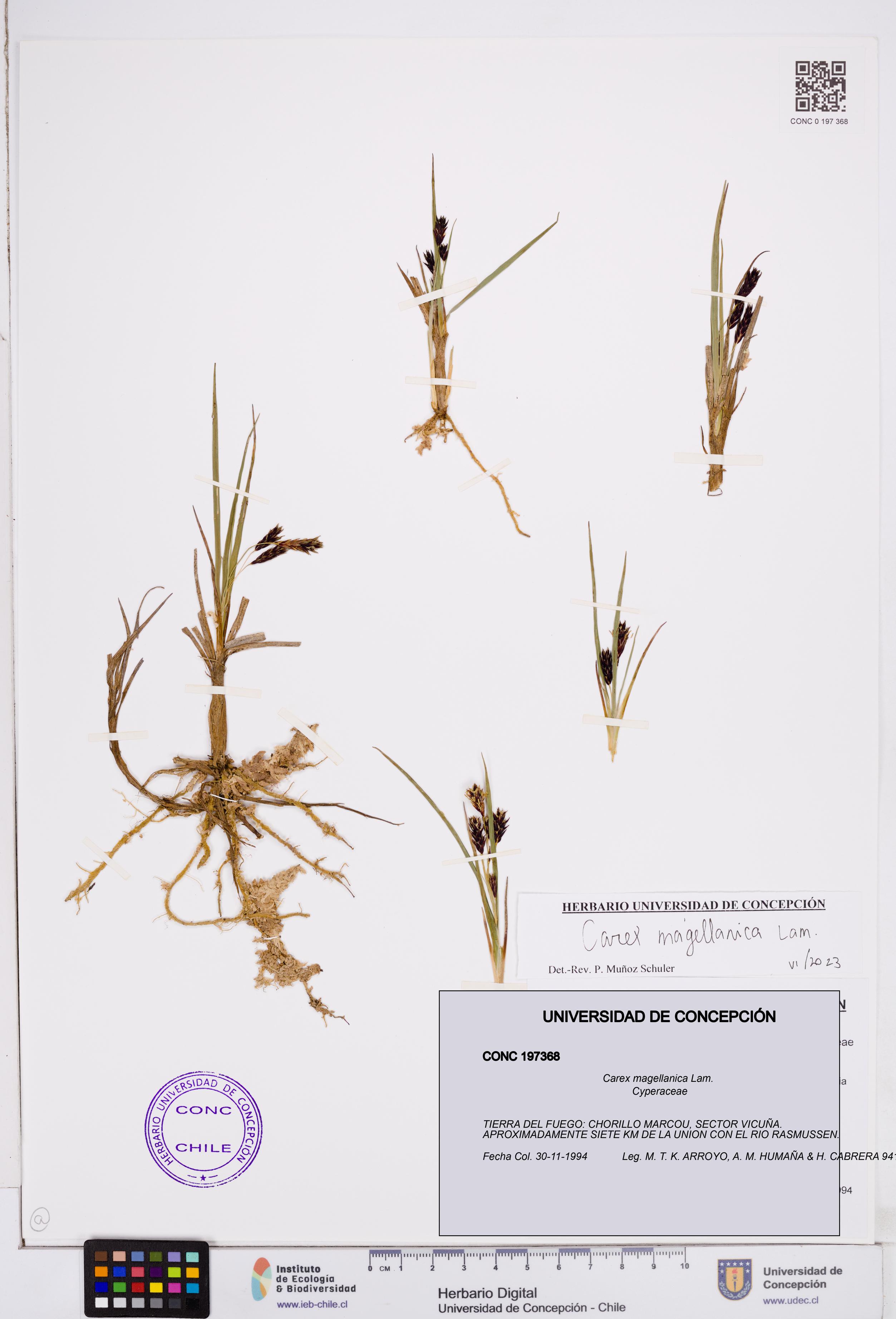 Carex magellanica [Espécimen: ]