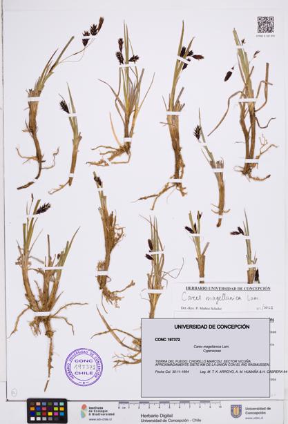Carex magellanica [Espécimen: ]