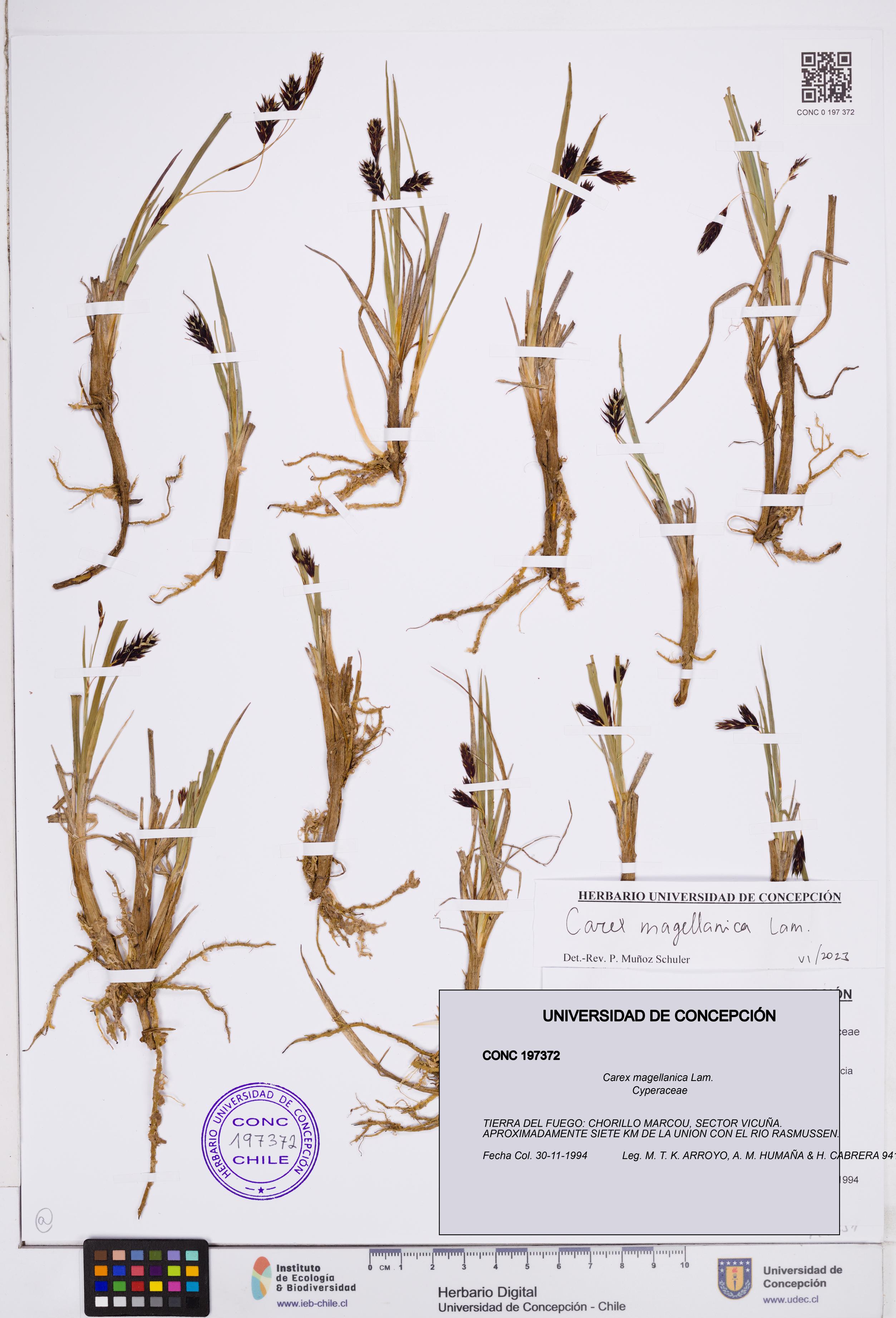 Carex magellanica [Espécimen: ]