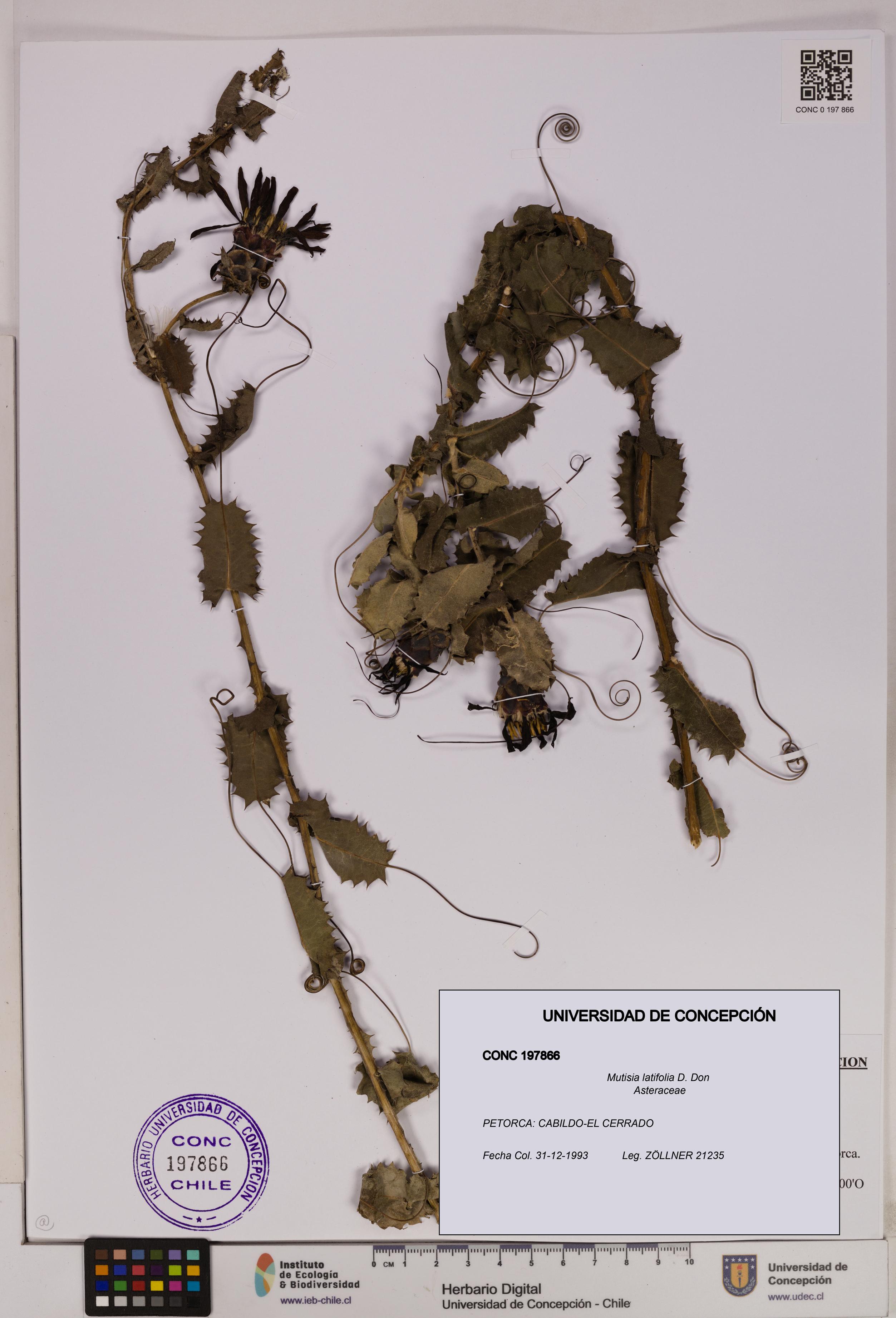 Mutisia latifolia [Espécimen: UDEC:CONC:0197866]
