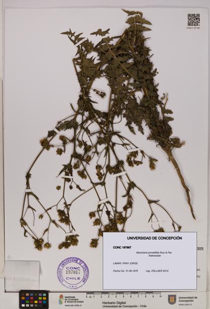 Moscharia pinnatifida [Espécimen: UDEC:CONC:0197867]