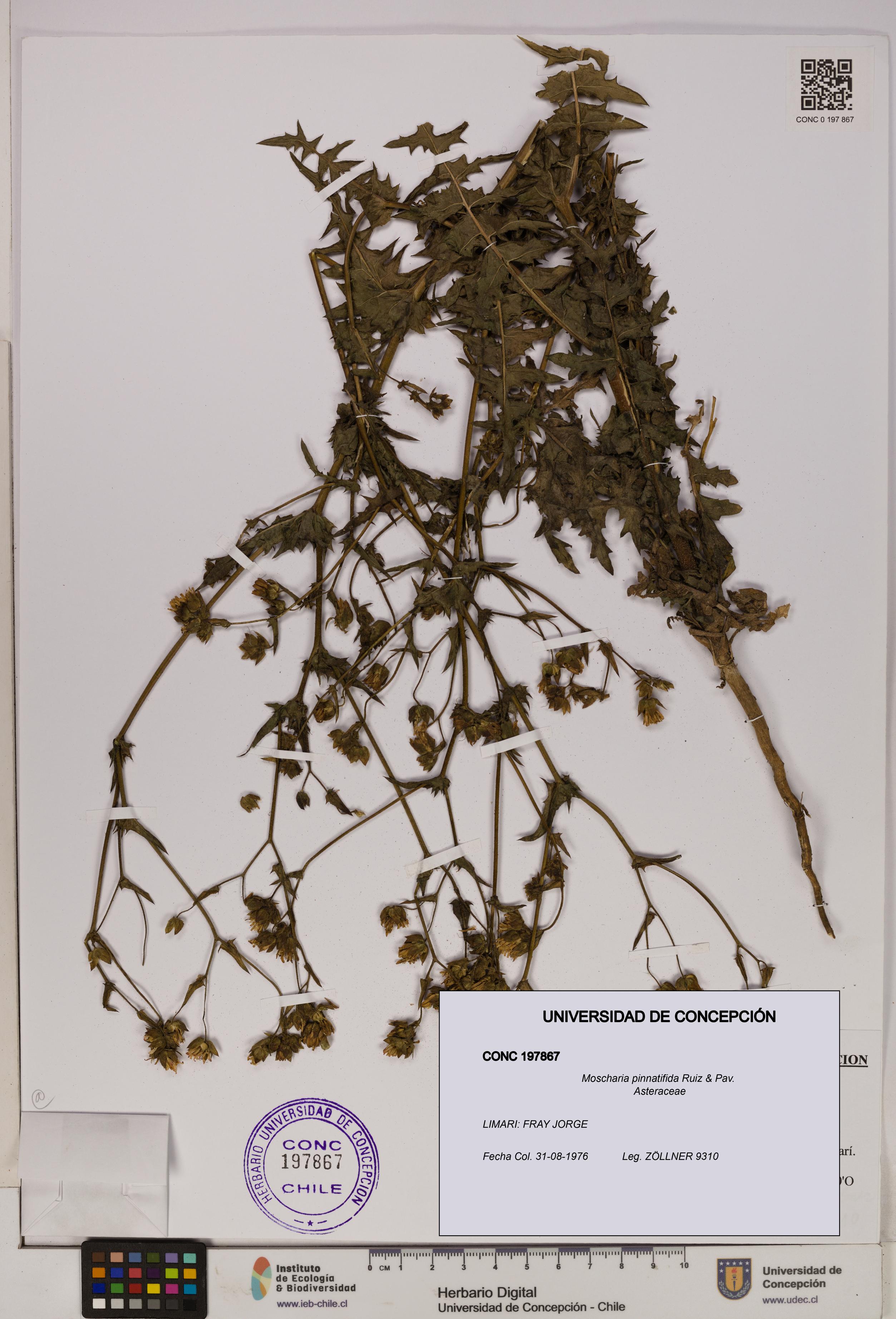 Moscharia pinnatifida [Espécimen: UDEC:CONC:0197867]