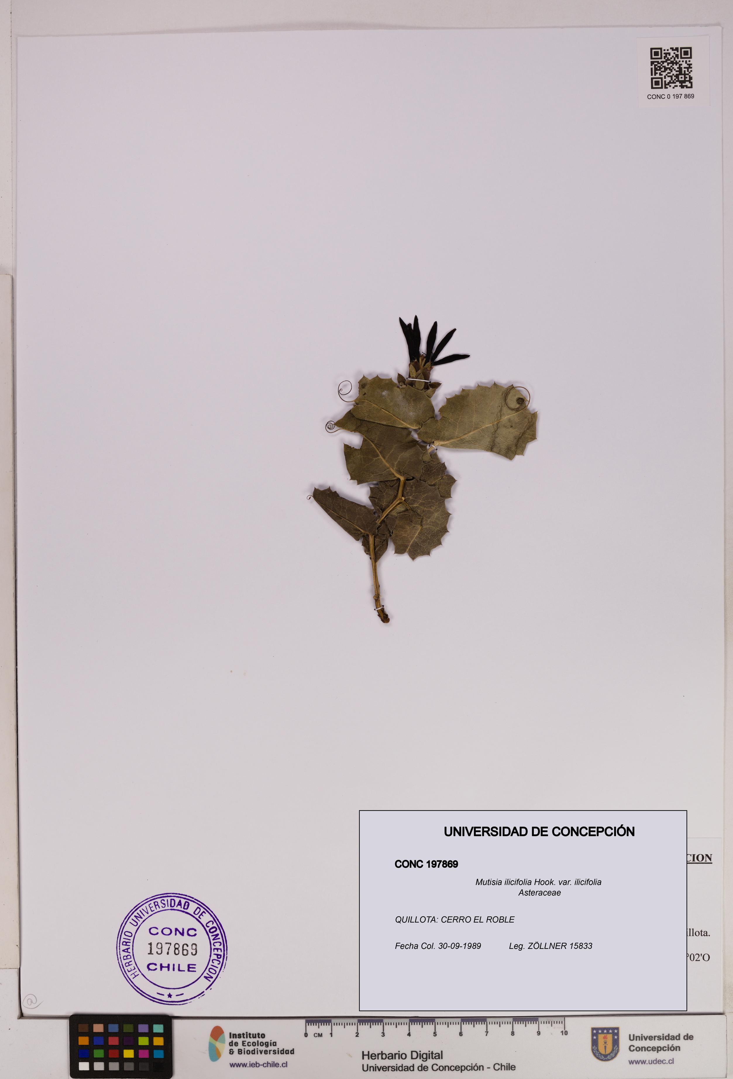 Mutisia ilicifolia [Espécimen: UDEC:CONC:0197869]