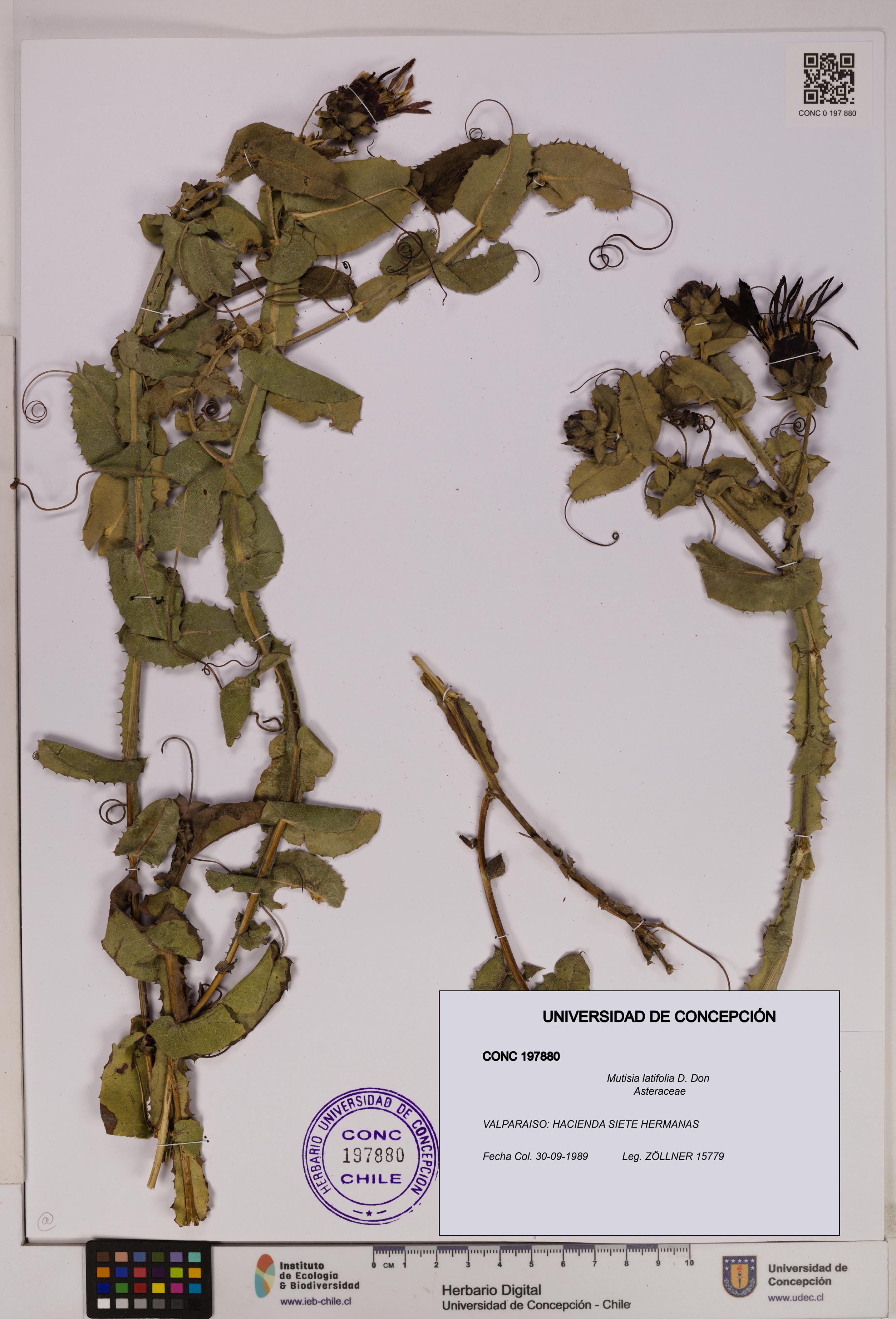 Mutisia latifolia [Espécimen: UDEC:CONC:0197880]