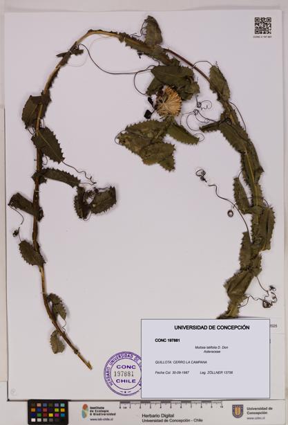 Mutisia latifolia [Espécimen: UDEC:CONC:0197881]