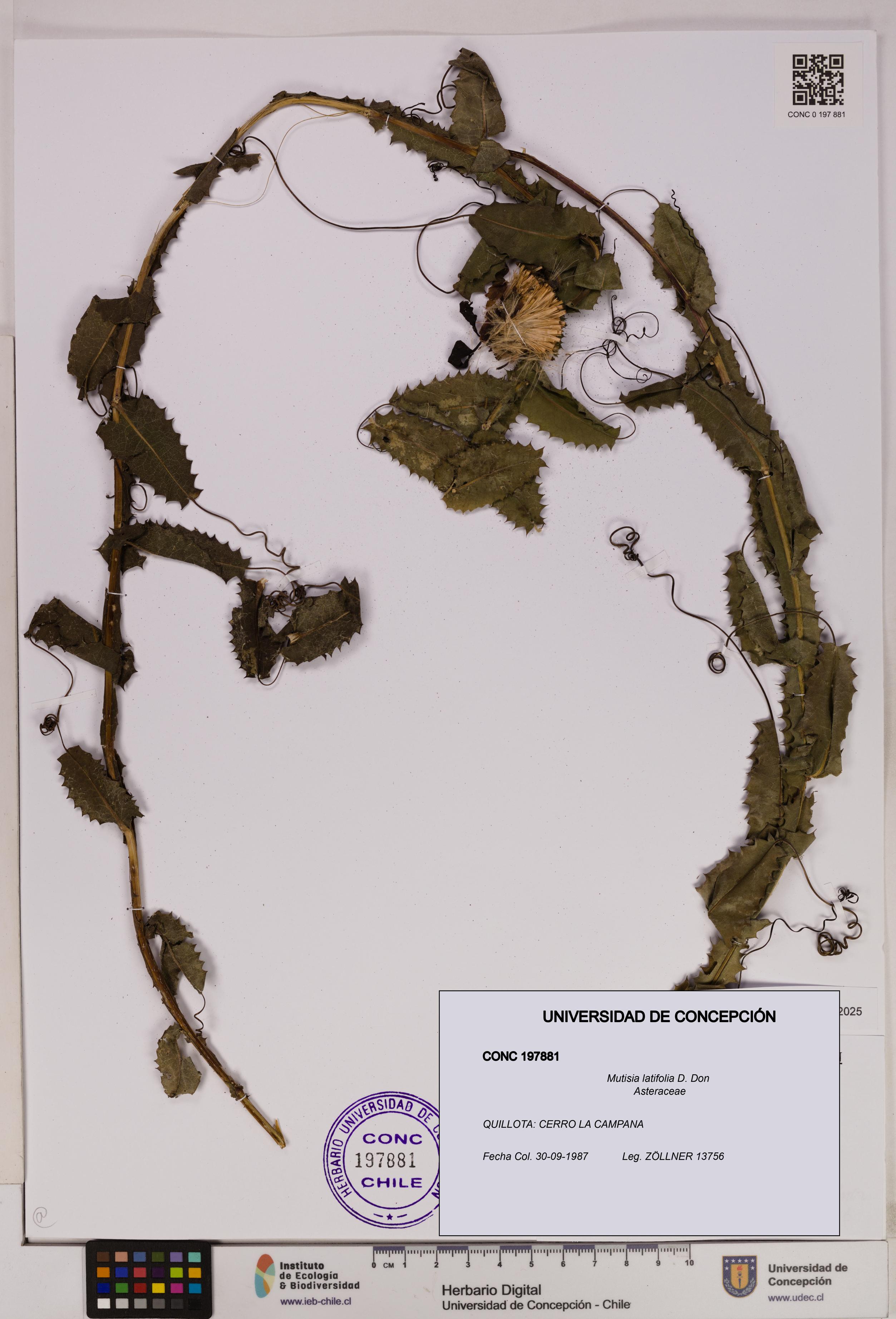 Mutisia latifolia [Espécimen: UDEC:CONC:0197881]