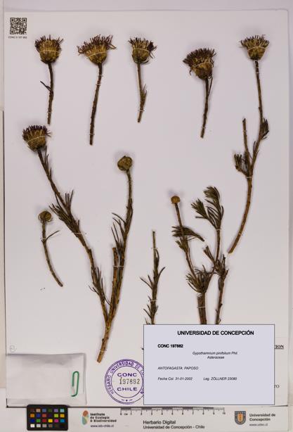 Gypothamnium pinifolium [Espécimen: UDEC:CONC:0197882]