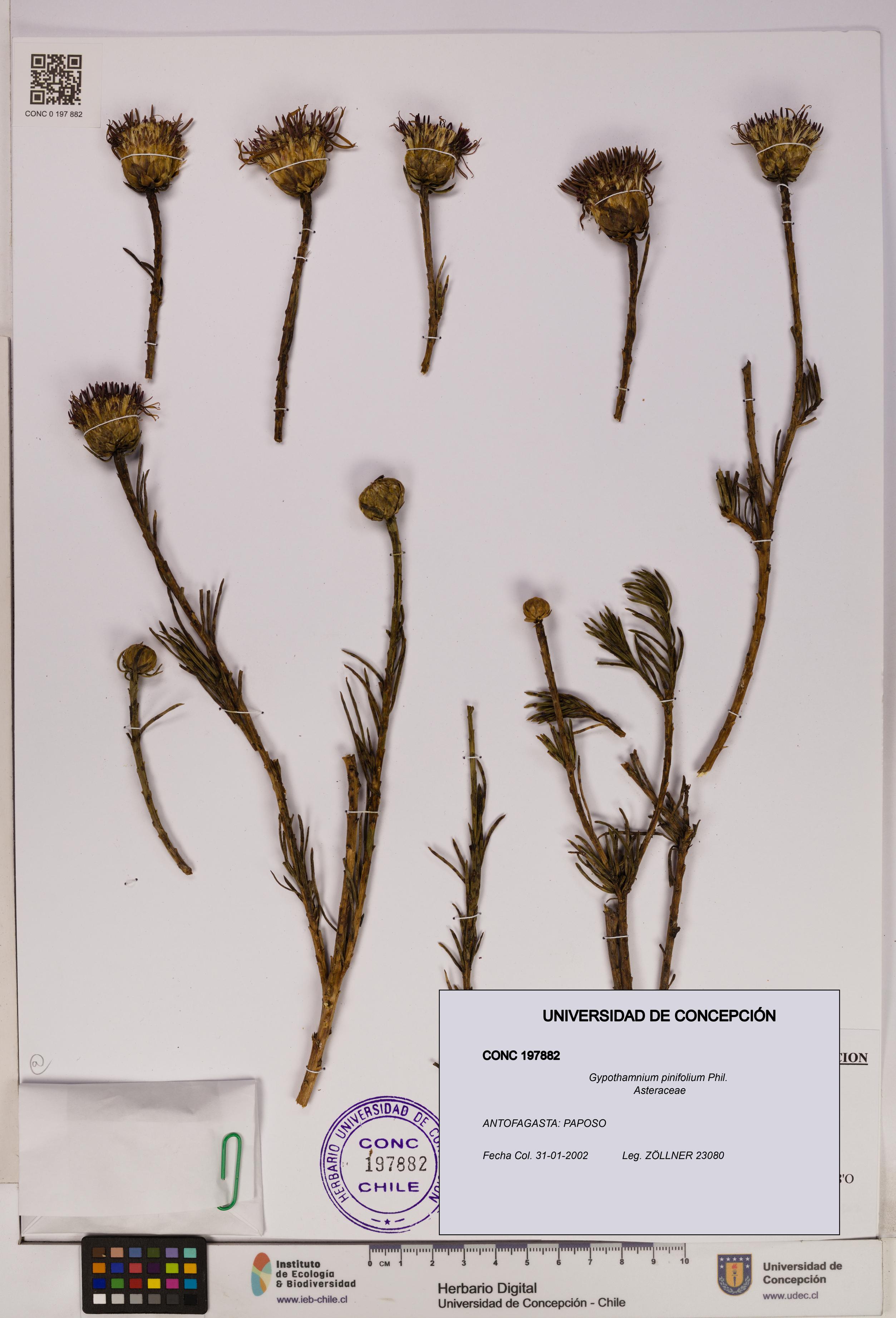 Gypothamnium pinifolium [Espécimen: UDEC:CONC:0197882]