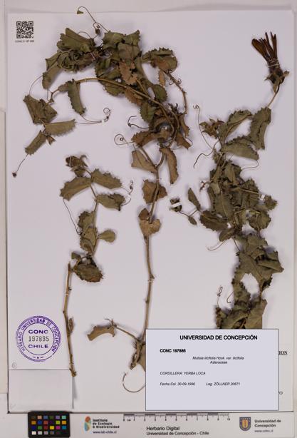 Mutisia ilicifolia [Espécimen: UDEC:CONC:0197885]