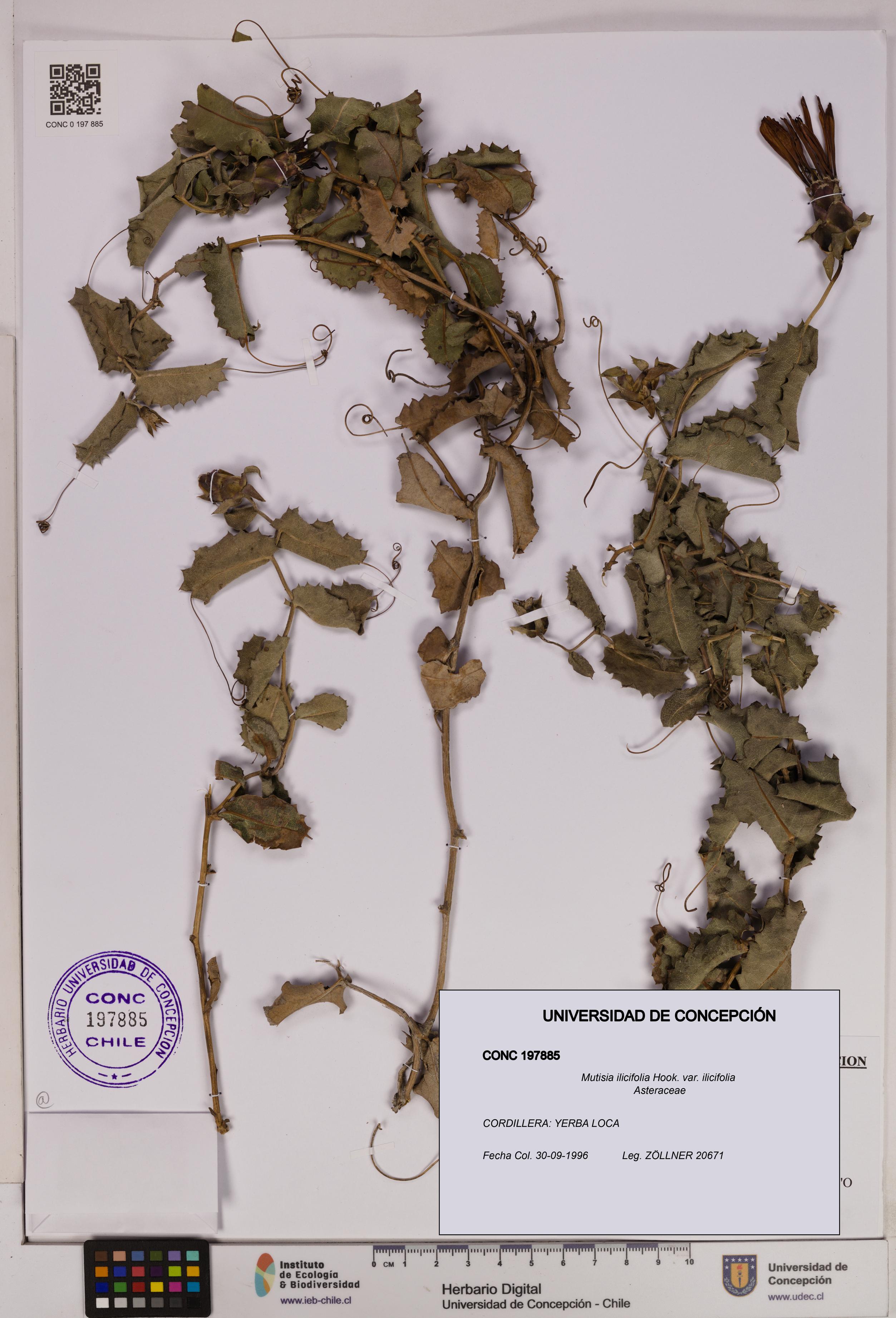 Mutisia ilicifolia [Espécimen: UDEC:CONC:0197885]