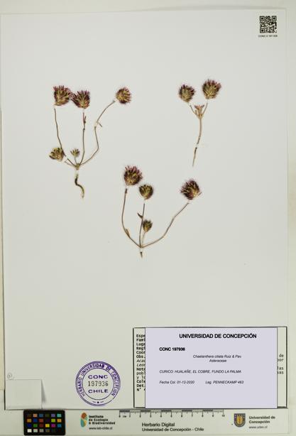 Chaetanthera ciliata [Espécimen: UDEC:CONC:0197936]