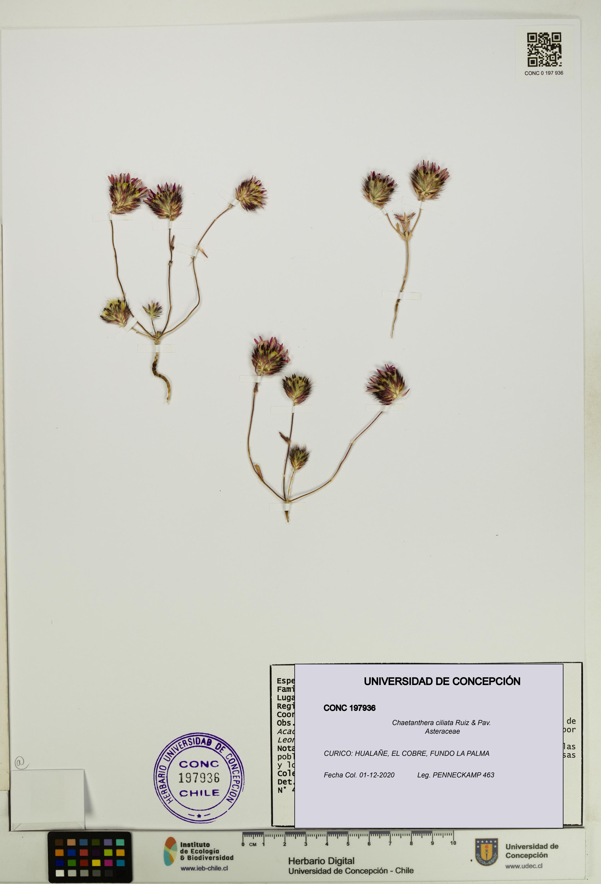 Chaetanthera ciliata [Espécimen: UDEC:CONC:0197936]