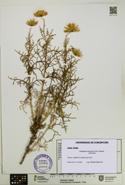 Notopappus pectinatus [Espécimen: UDEC:CONC:0197940]