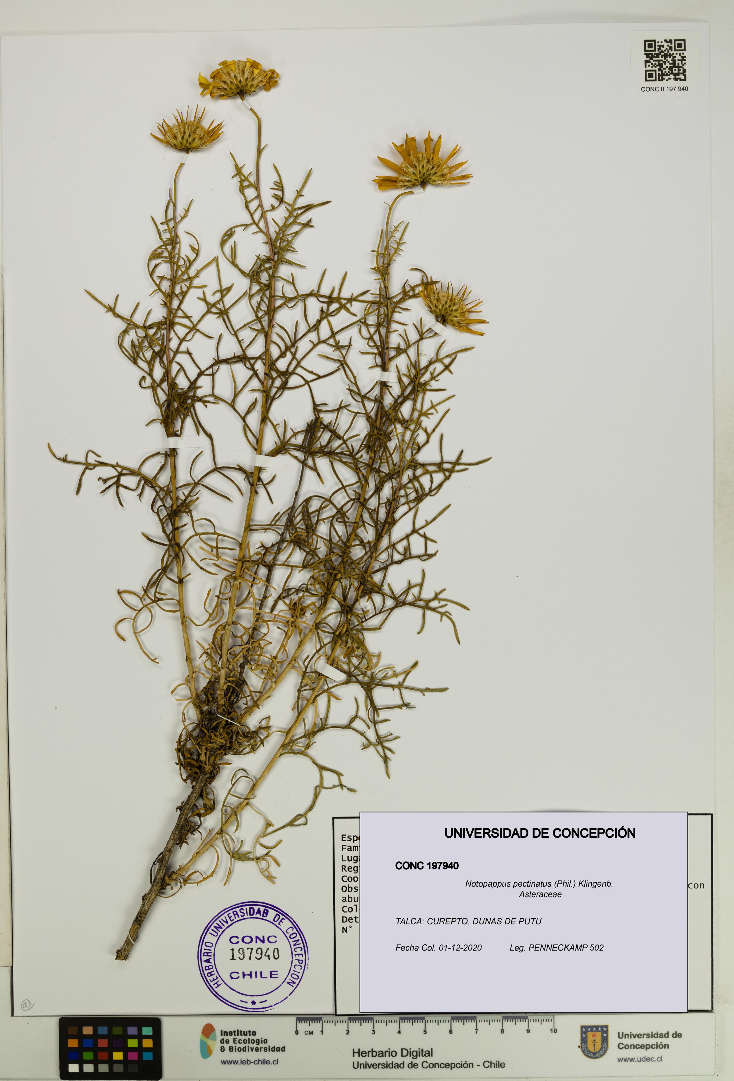 Notopappus pectinatus [Espécimen: UDEC:CONC:0197940]