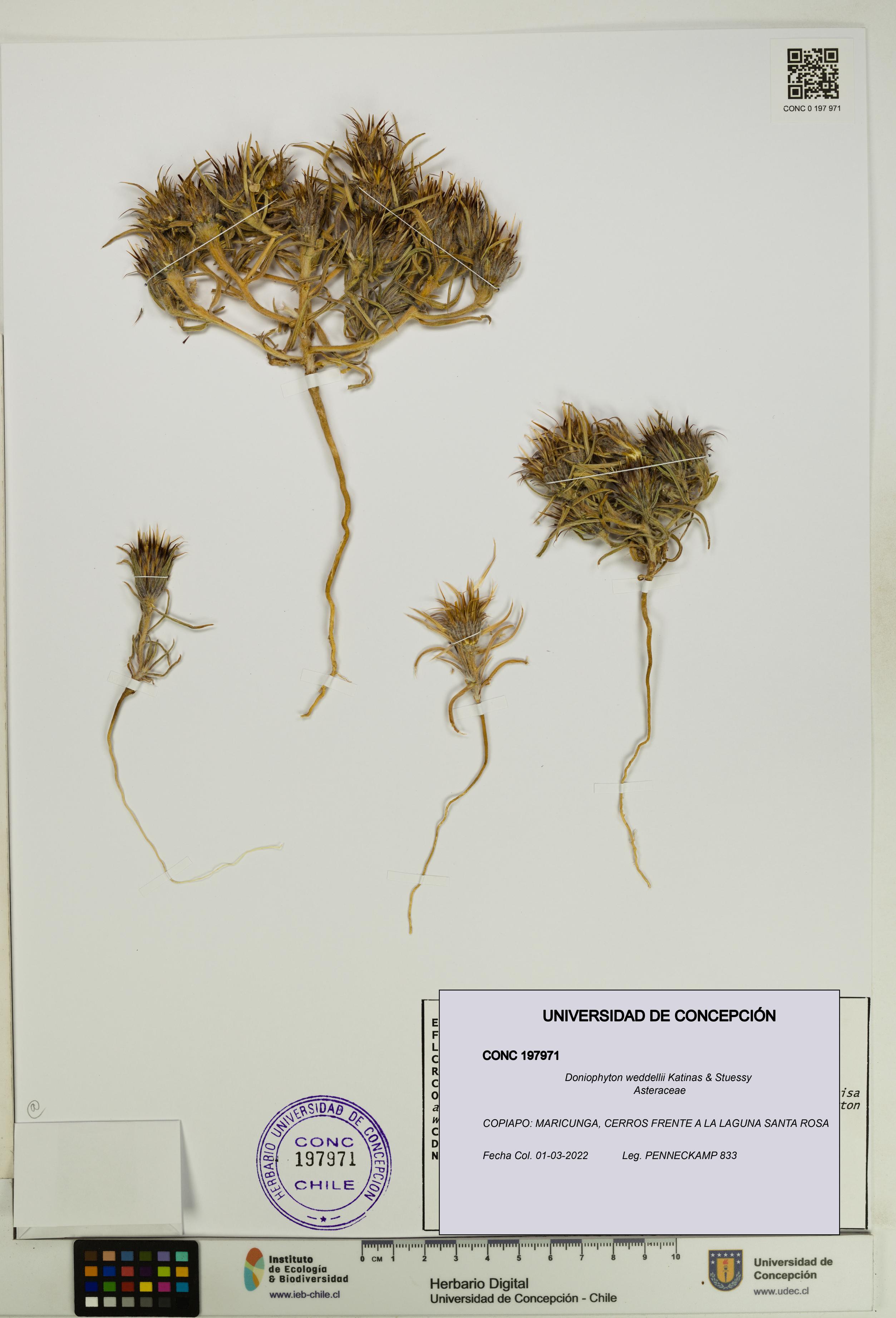 Doniophyton weddellii [Espécimen: UDEC:CONC:0197971]