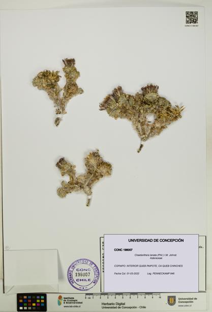 Chaetanthera lanata [Espécimen: UDEC:CONC:0198007]
