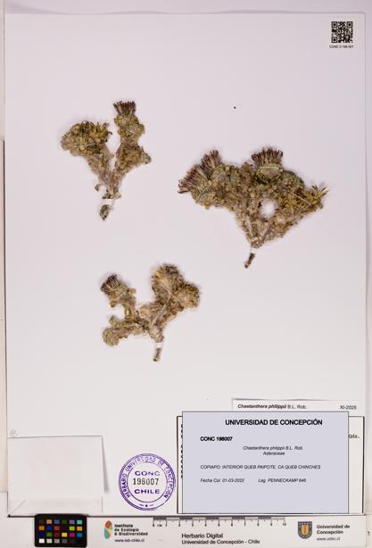 Chaetanthera philippii [Espécimen: UDEC:CONC:0198007]