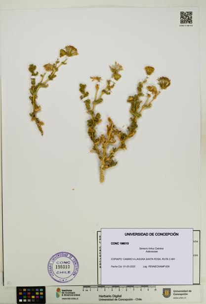 Senecio hirtus [Espécimen: UDEC:CONC:0198010]