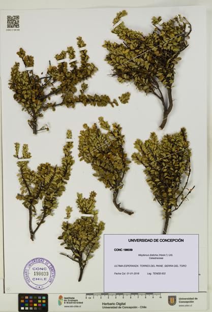 Maytenus disticha [Espécimen: UDEC:CONC:0198039]
