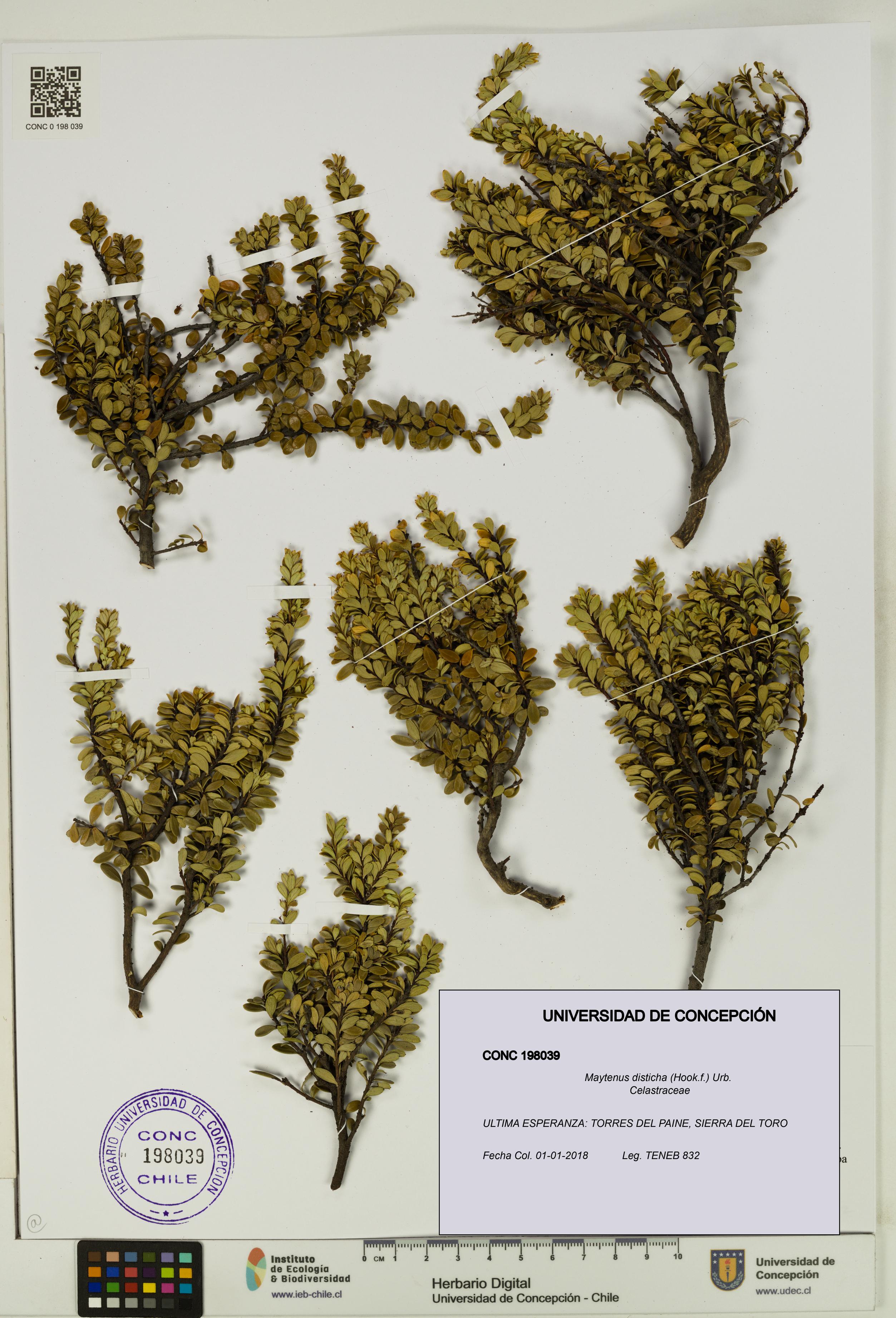 Maytenus disticha [Espécimen: UDEC:CONC:0198039]