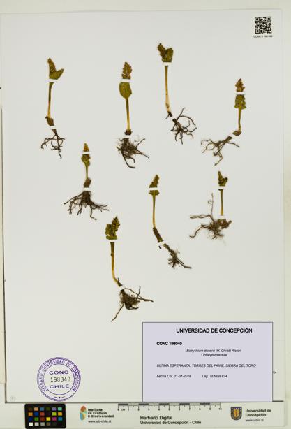 Botrychium dusenii [Espécimen: UDEC:CONC:0198040]