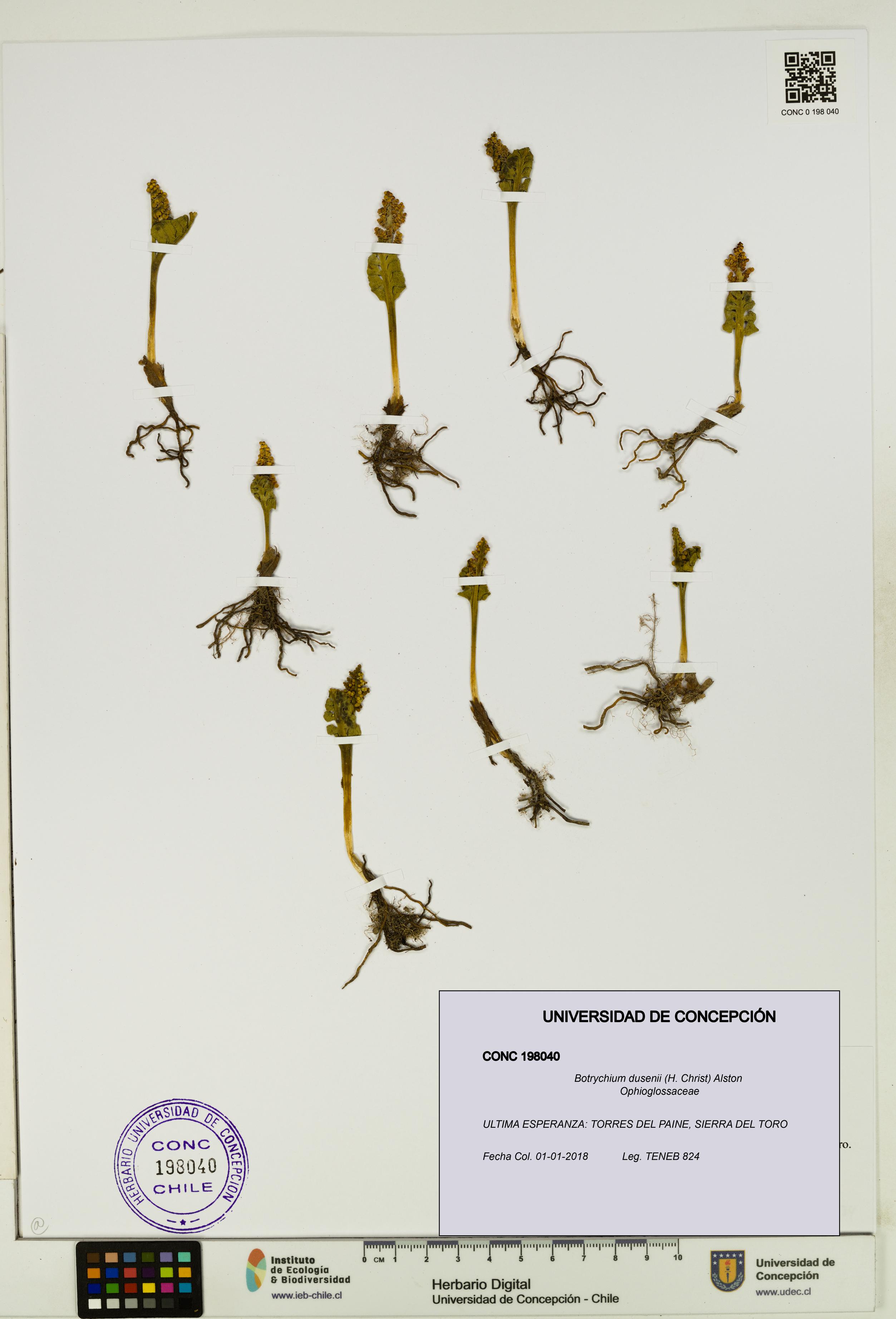 Botrychium dusenii [Espécimen: UDEC:CONC:0198040]
