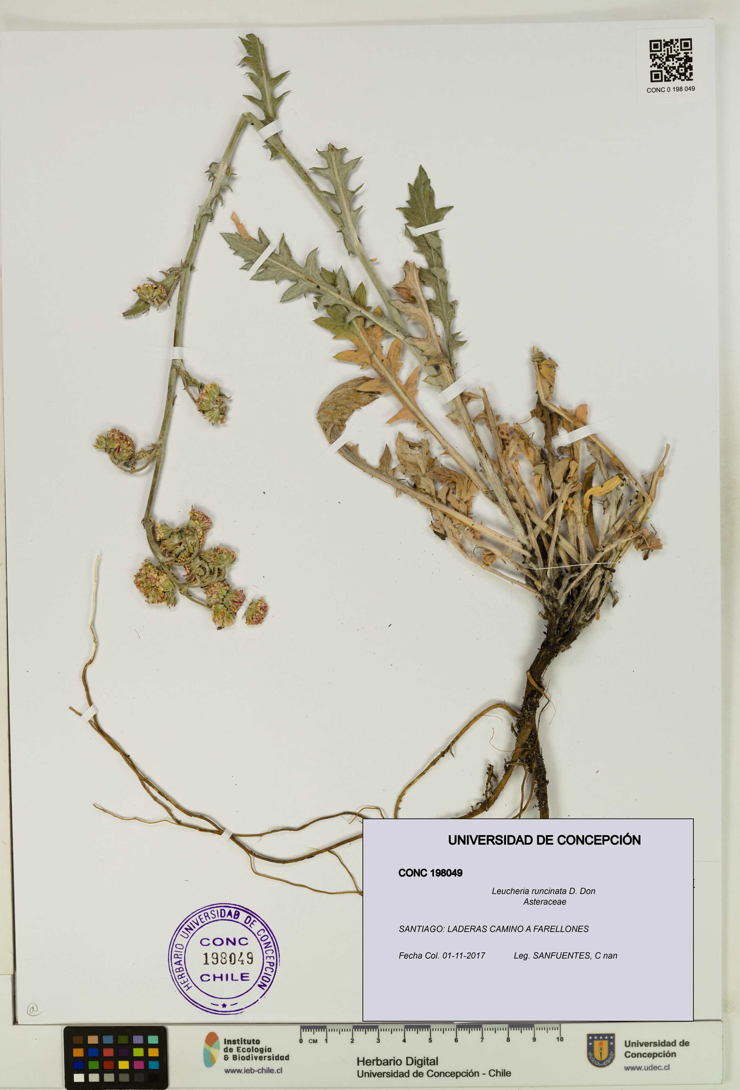 Leucheria runcinata [Espécimen: UDEC:CONC:0198049]