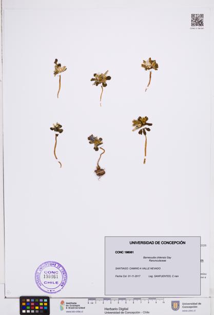 Barneoudia chilensis [Espécimen: ]