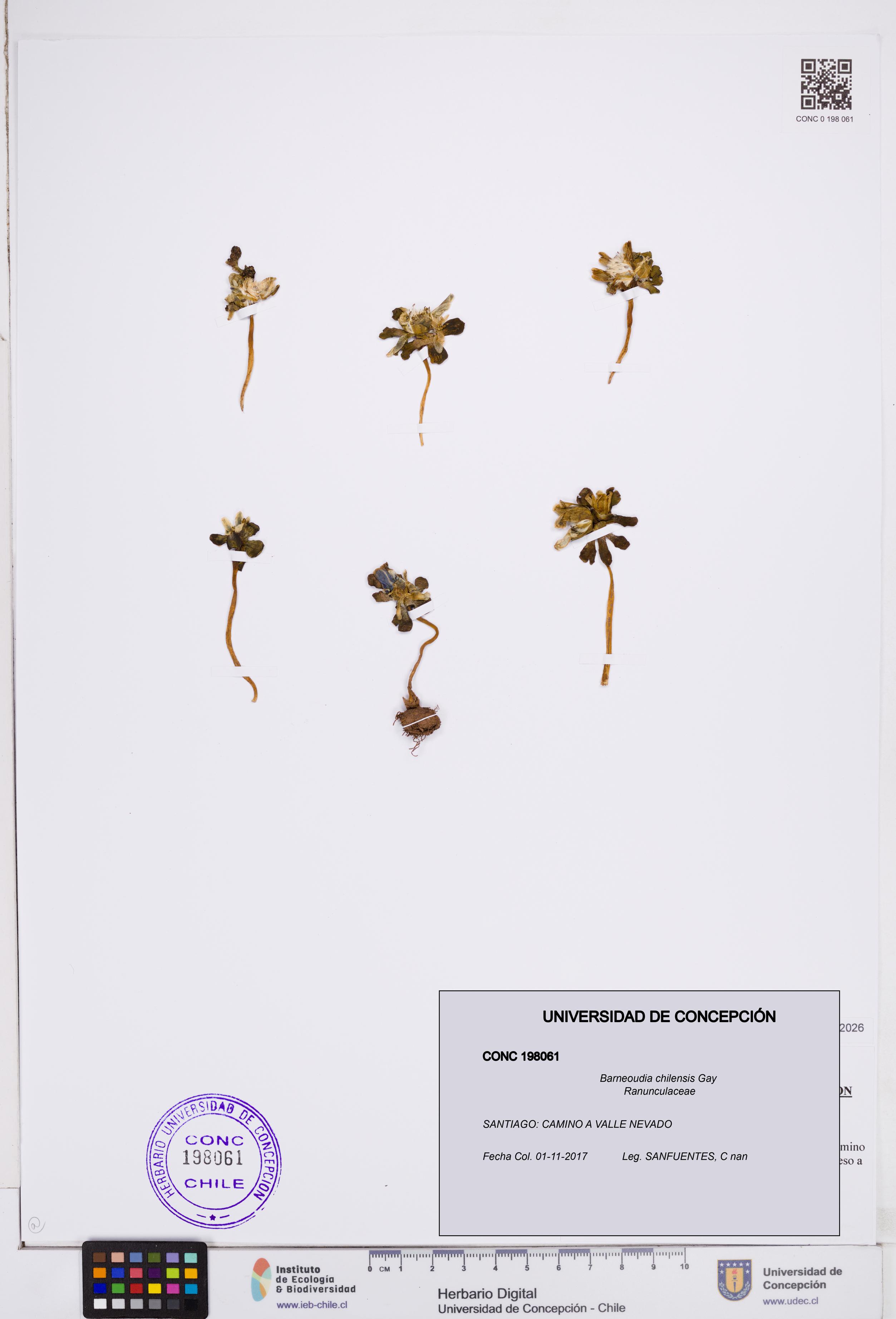 Barneoudia chilensis [Espécimen: ]