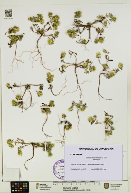 Chaetanthera flabellata [Espécimen: UDEC:CONC:0198063]