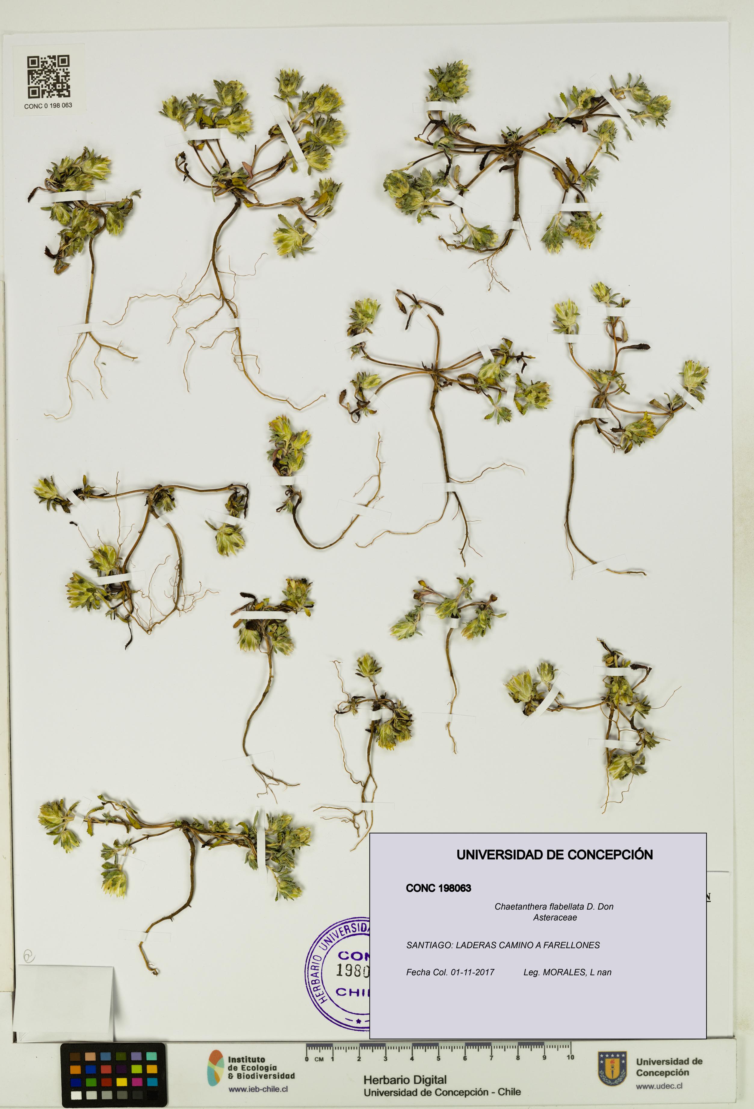 Chaetanthera flabellata [Espécimen: UDEC:CONC:0198063]