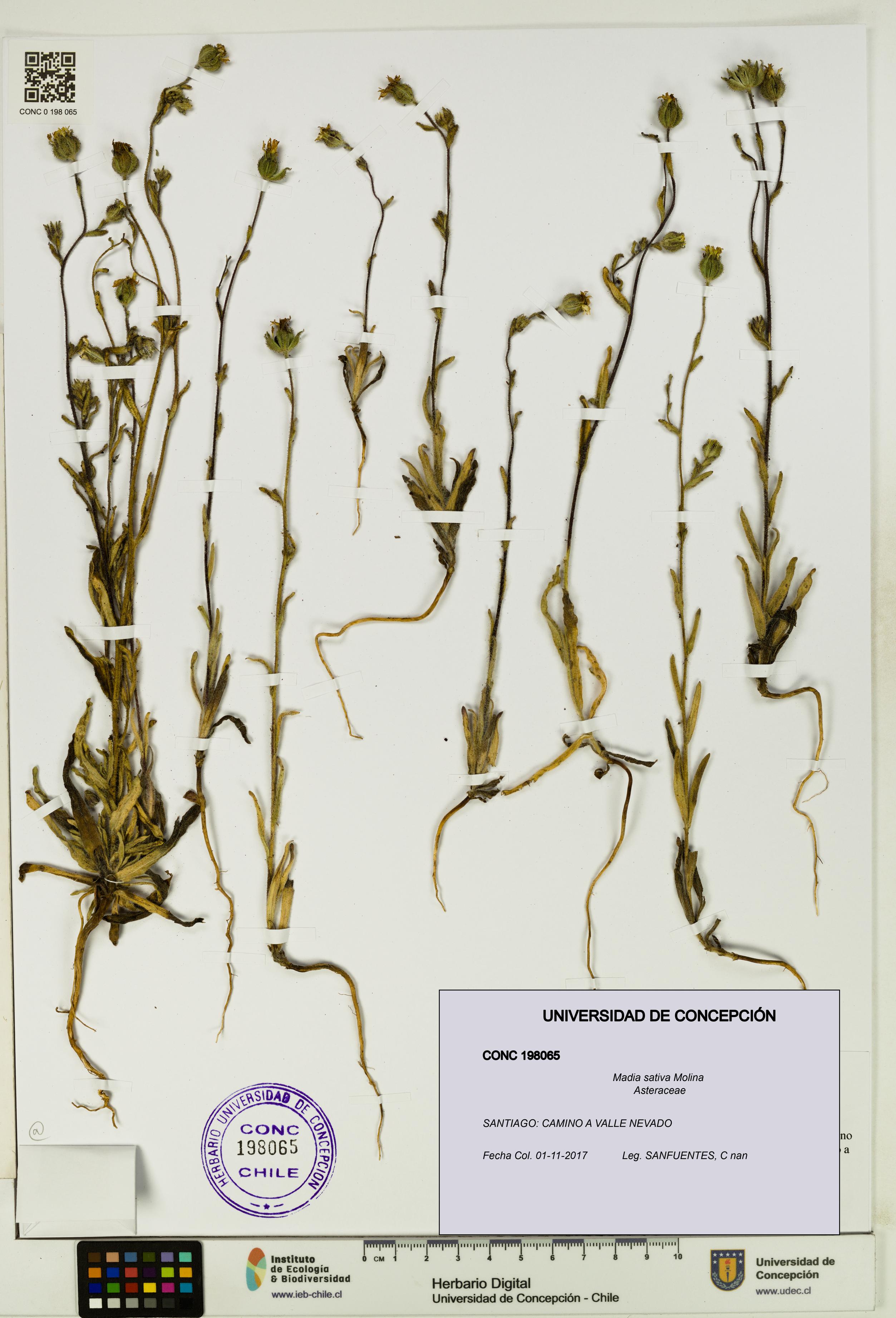 Madia sativa [Espécimen: UDEC:CONC:0198065]