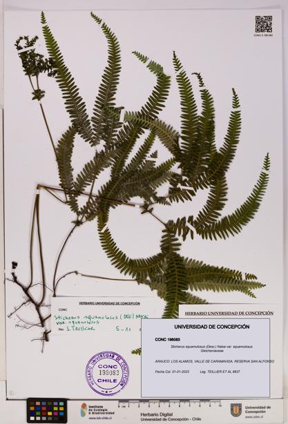 Sticherus squamulosus var. squamulosus [Espécimen: UDEC:CONC:0198083]