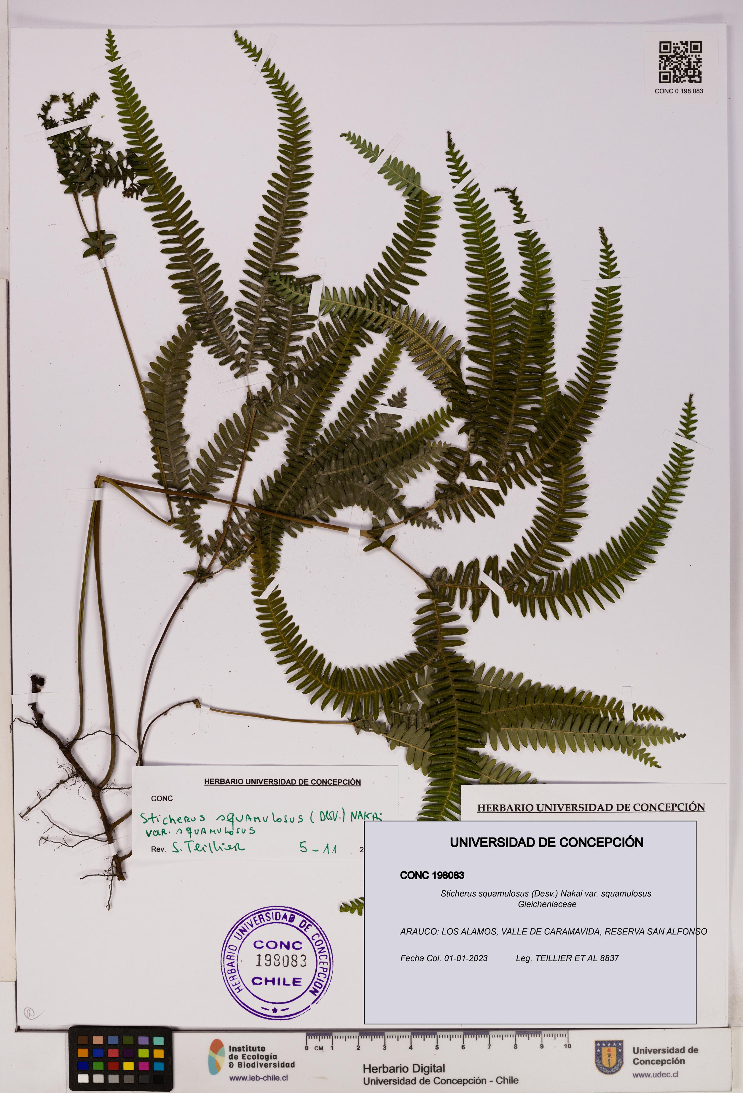 Sticherus squamulosus var. squamulosus [Espécimen: UDEC:CONC:0198083]