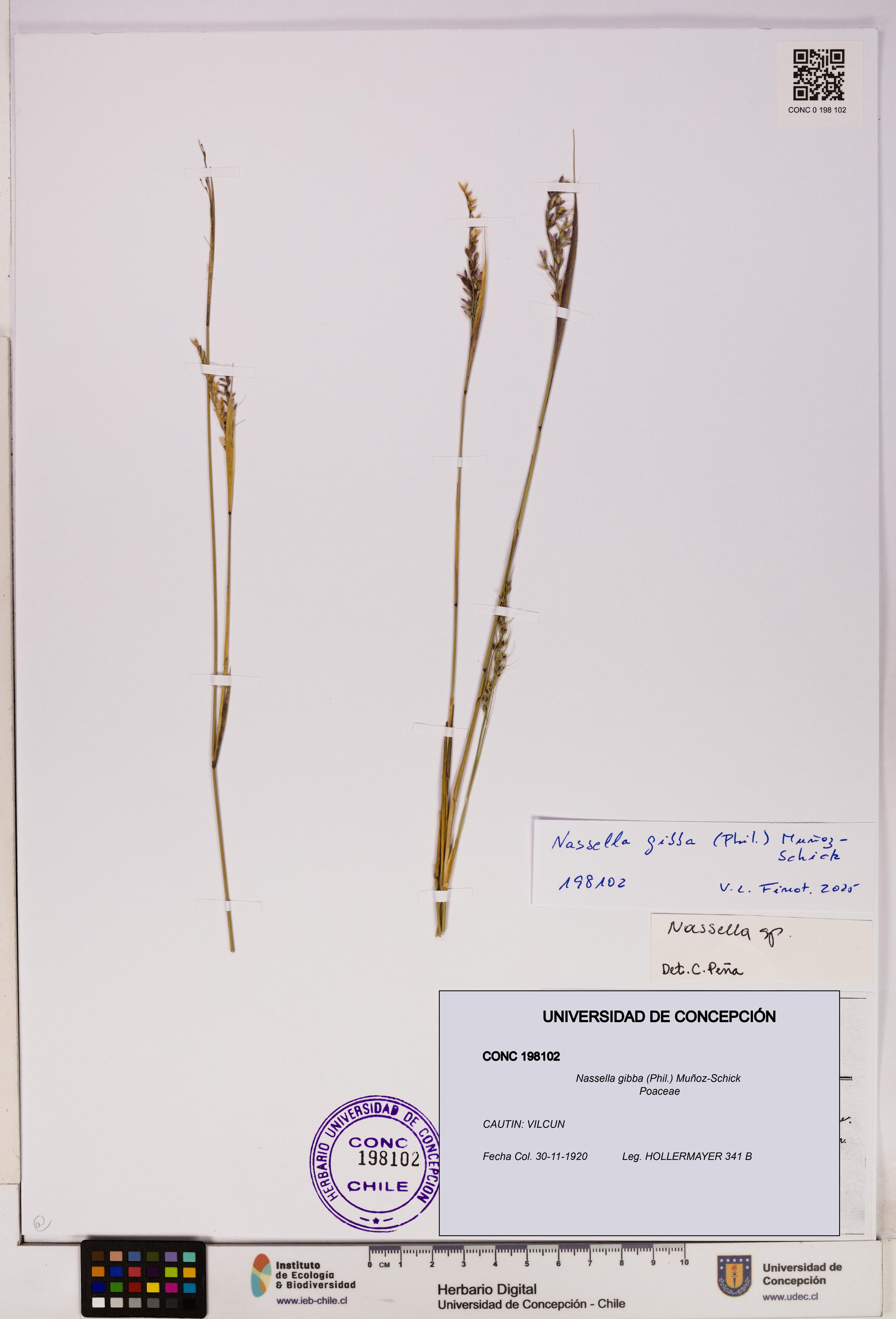 Nassella gibba [Espécimen: UDEC:CONC:0198102]