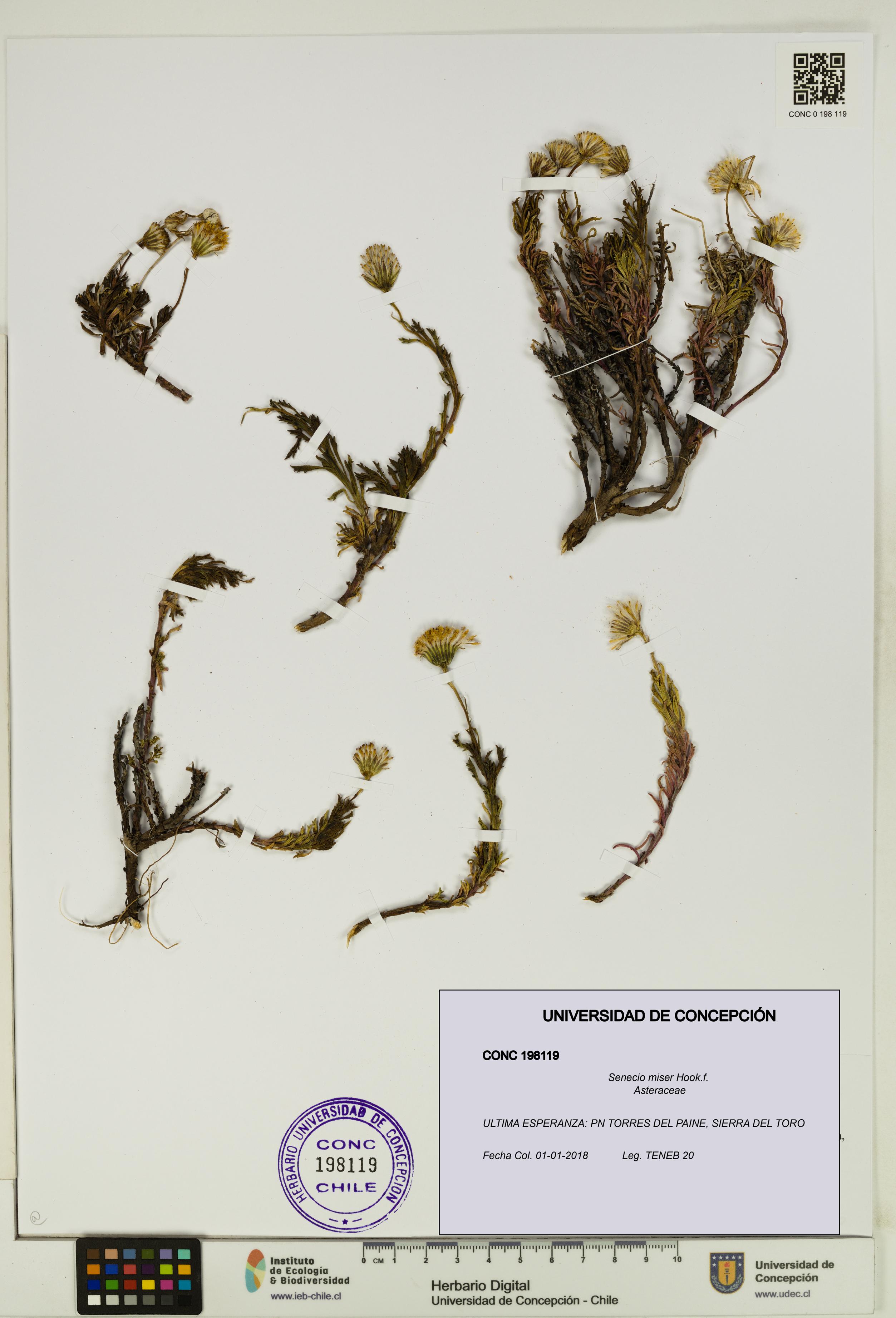 Senecio miser [Espécimen: UDEC:CONC:0198119]