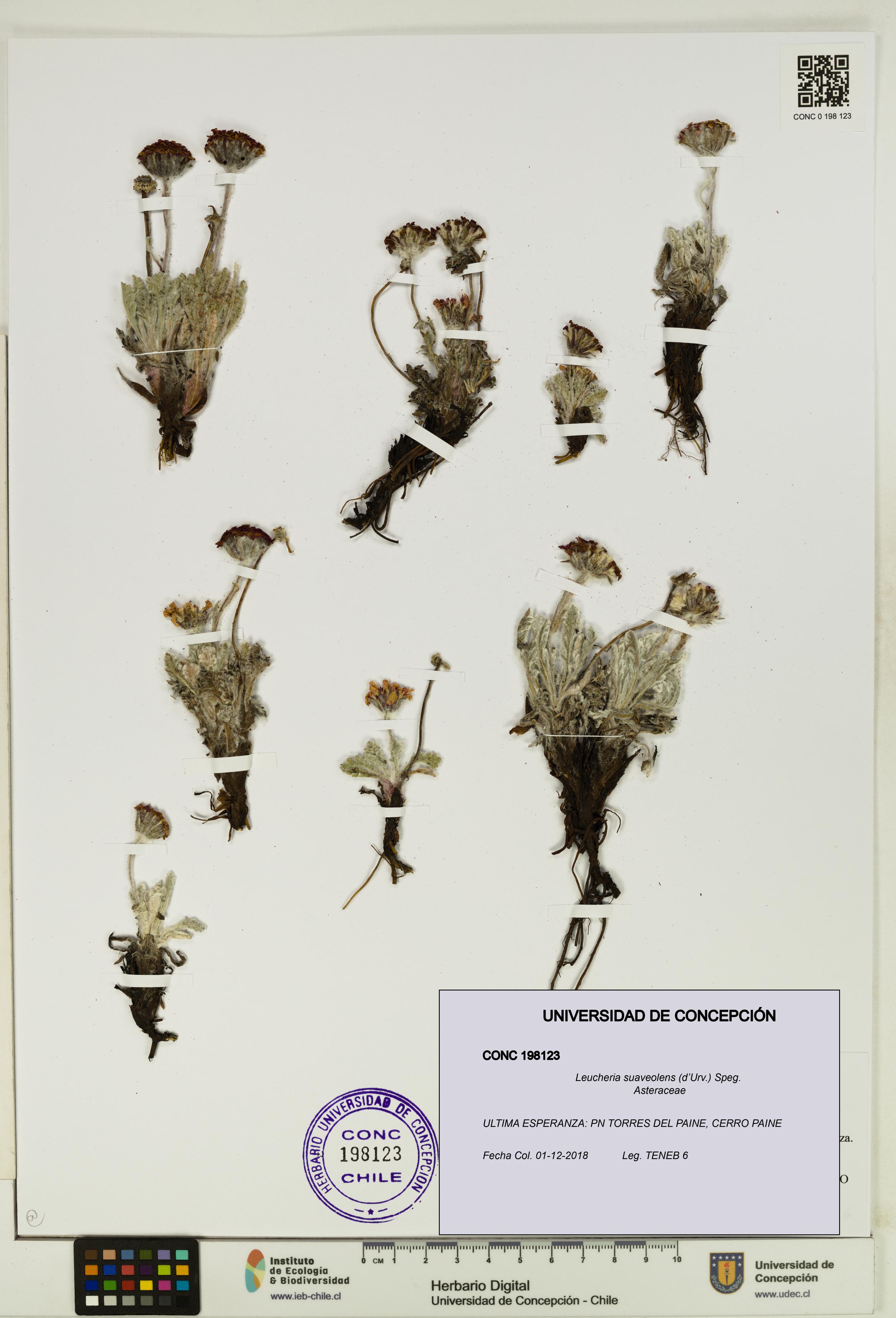 Leucheria suaveolens [Espécimen: UDEC:CONC:0198123]