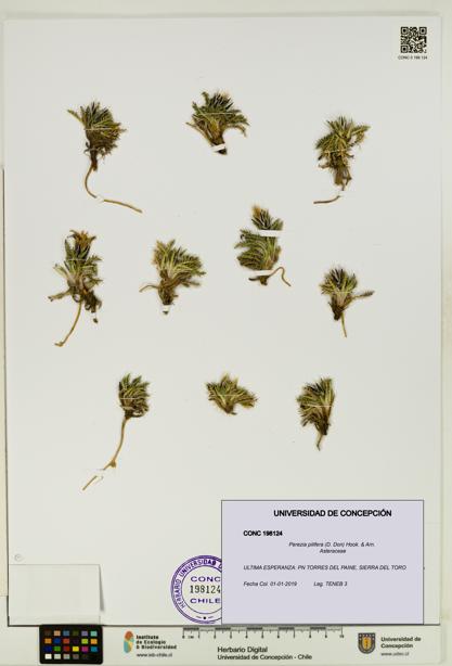 Perezia pilifera [Espécimen: UDEC:CONC:0198124]