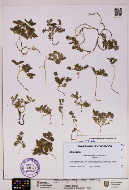 Vicia bijuga [Espécimen: UDEC:CONC:0198126]