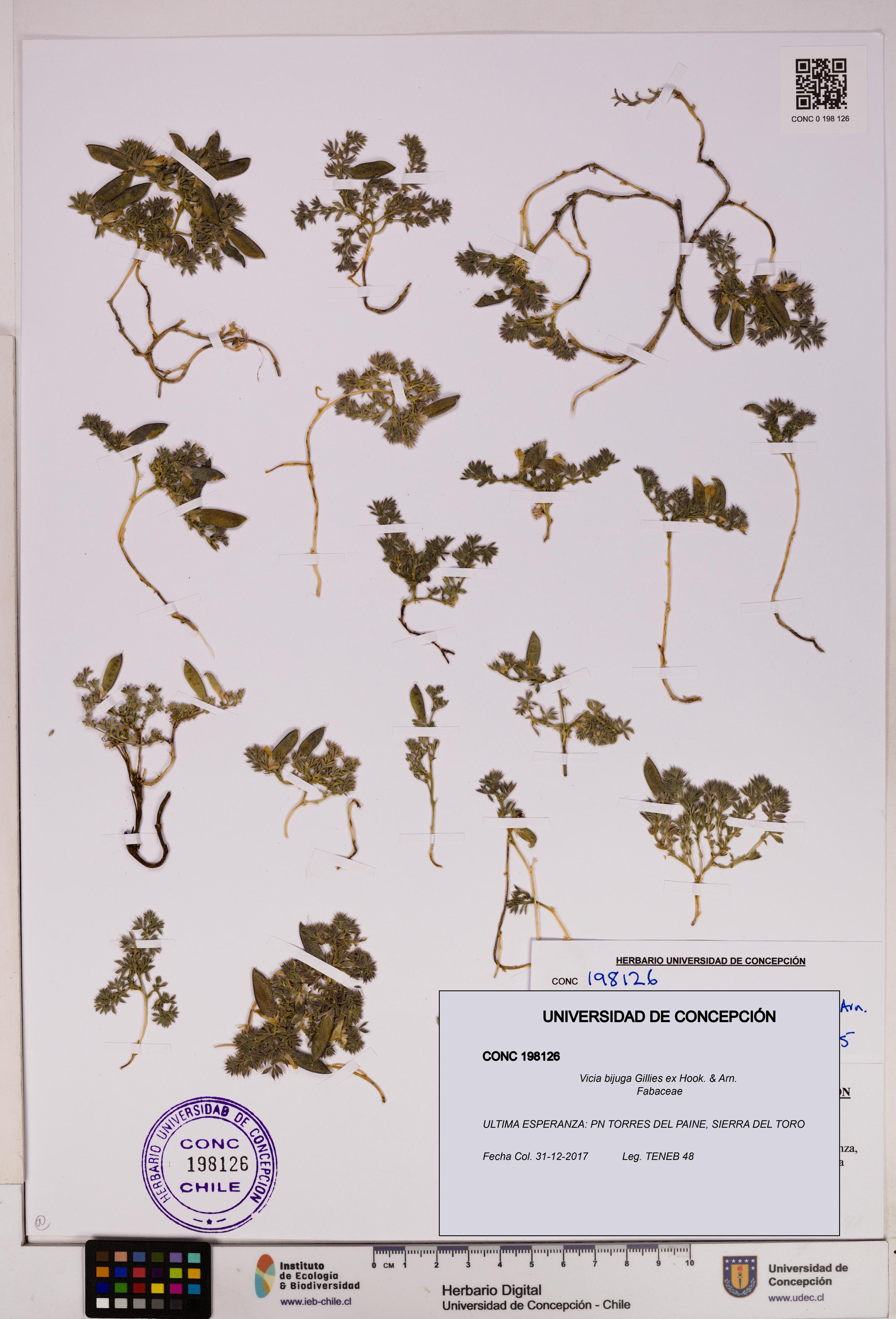 Vicia bijuga [Espécimen: UDEC:CONC:0198126]