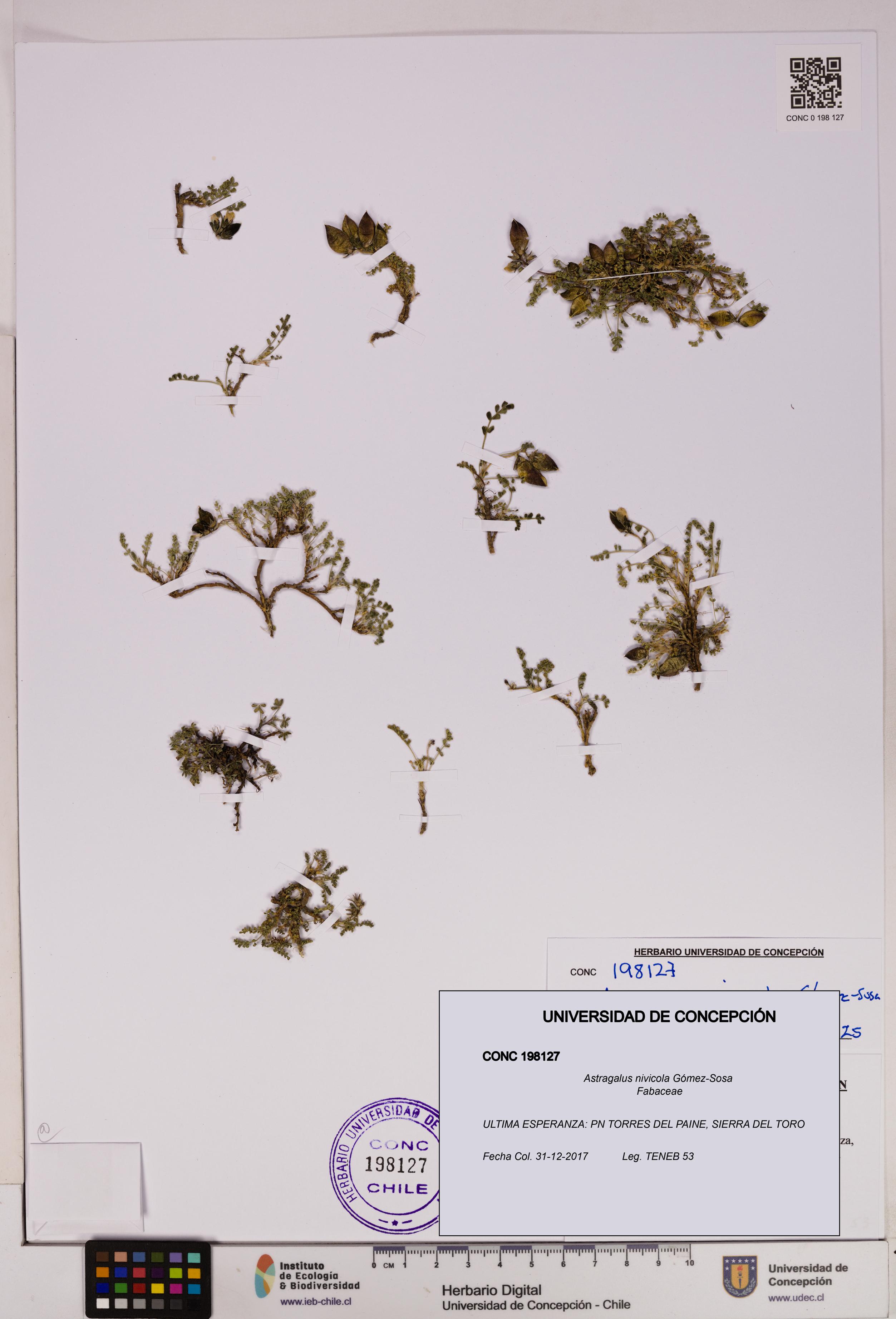 Astragalus nivicola [Espécimen: UDEC:CONC:0198127]