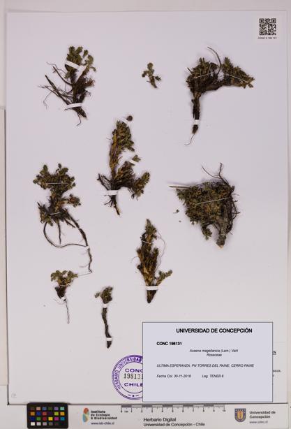 Acaena magellanica [Espécimen: UDEC:CONC:0198131]