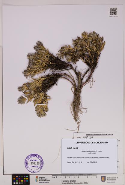 Senecio alloeophyllus [Espécimen: UDEC:CONC:0198139]