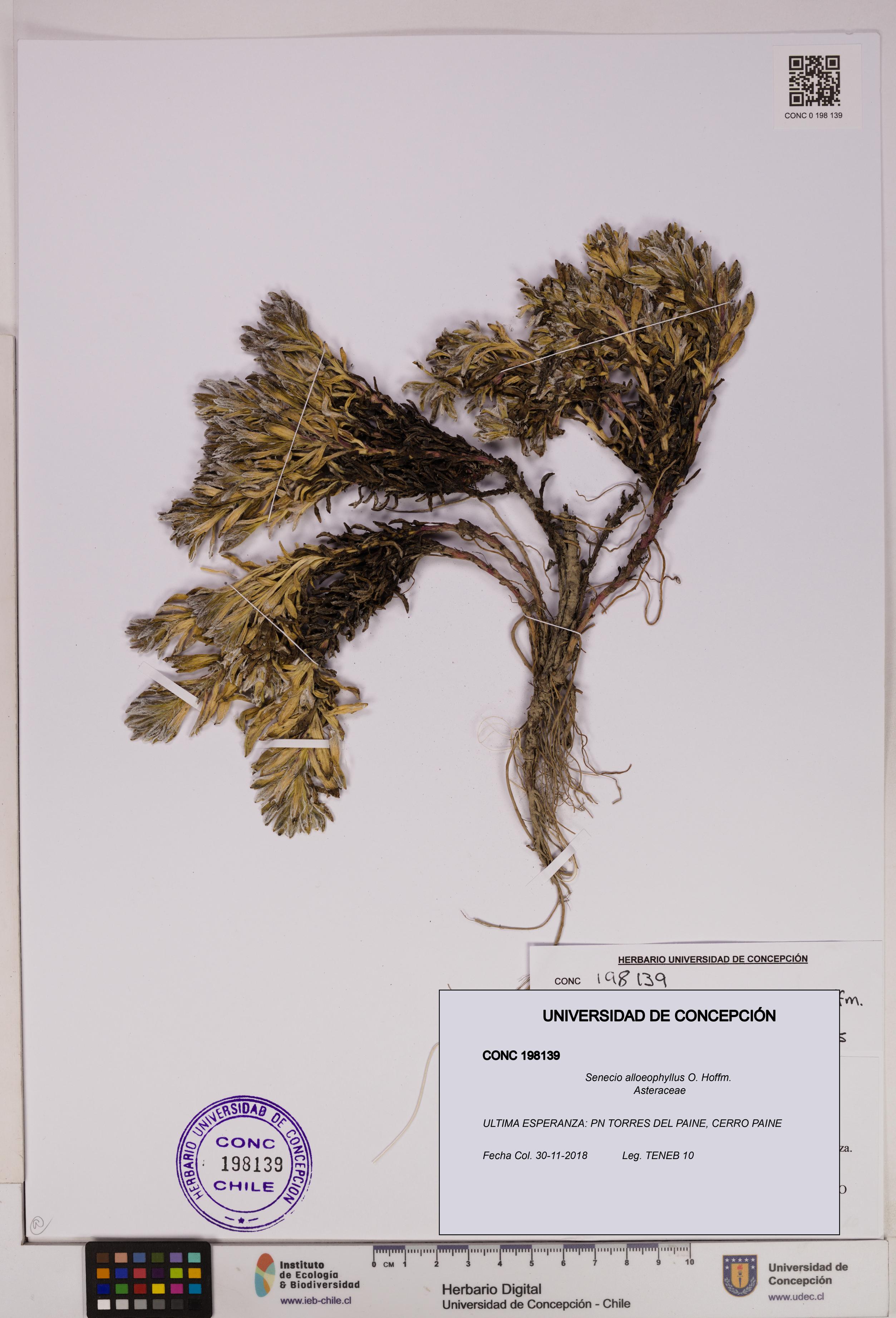 Senecio alloeophyllus [Espécimen: UDEC:CONC:0198139]