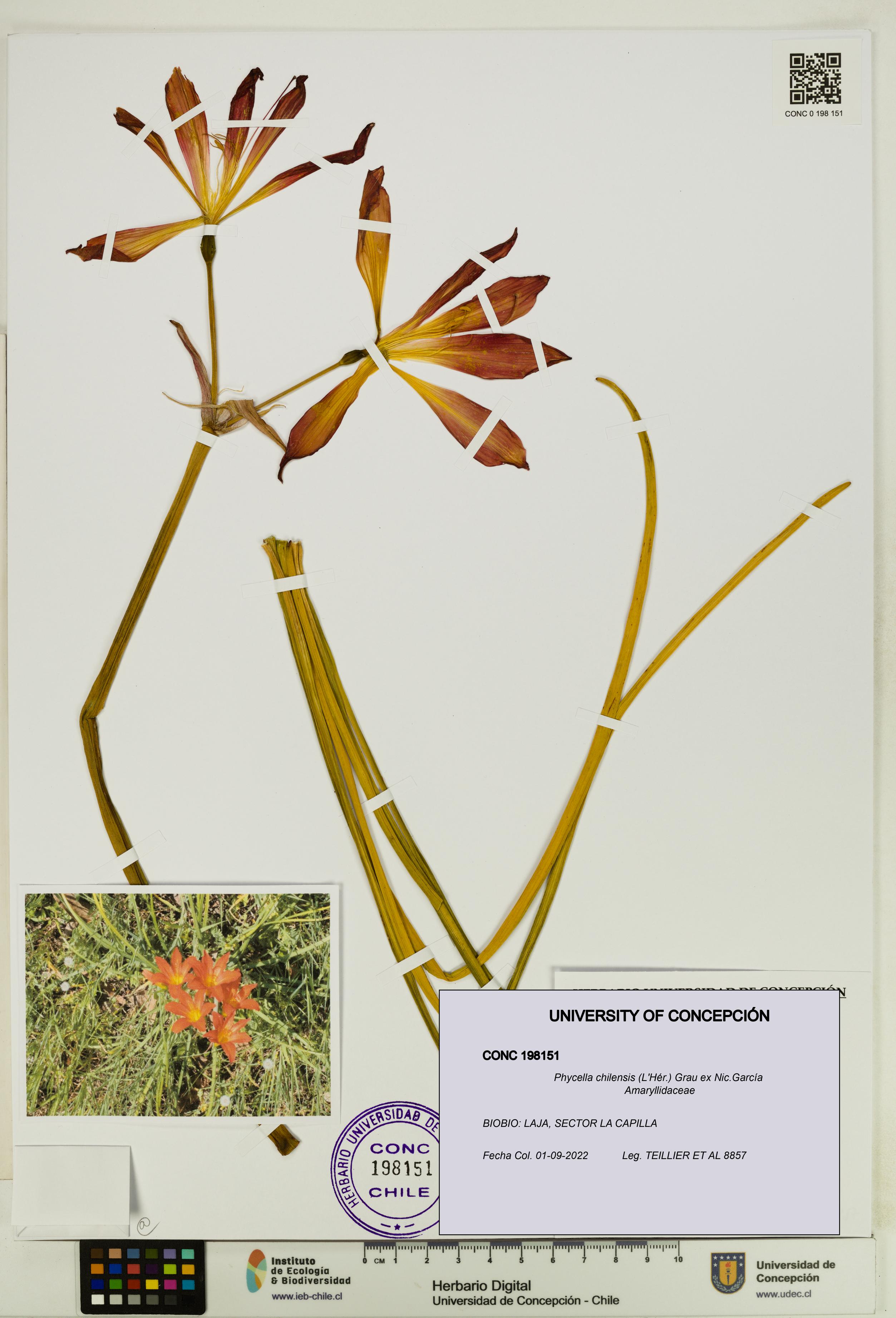 Phycella chilensis [Espécimen: UDEC:CONC:0198151]