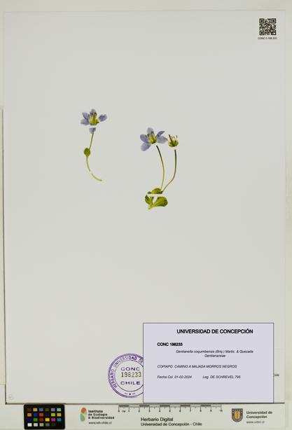 Gentianella coquimbensis [Espécimen: UDEC:CONC:0198233]