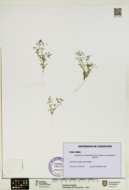 Cyclospermum leptophyllum var. leptophyllum [Espécimen: ]