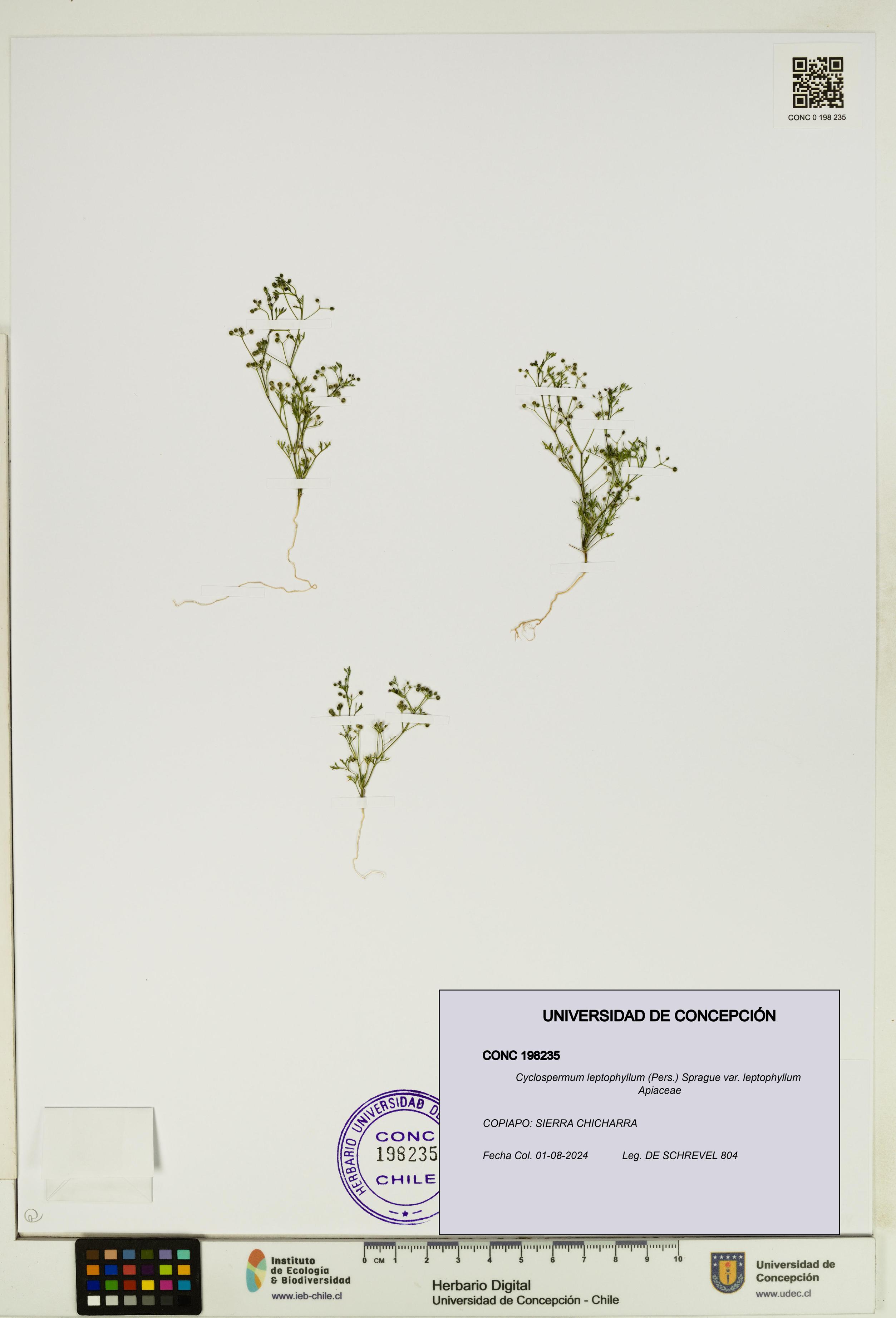 Cyclospermum leptophyllum var. leptophyllum [Espécimen: ]